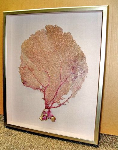 dried sea fan collected on a snorkling trip shadowbox