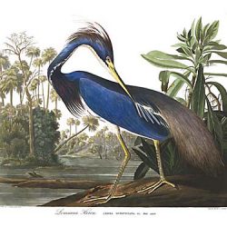 Louisiana Heron, Audubon Centennial Edition