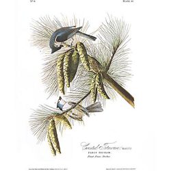 Crested Titmouse, Audubon Centennial Edition