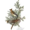 Cedar Bird, Audubon Centennial Edition